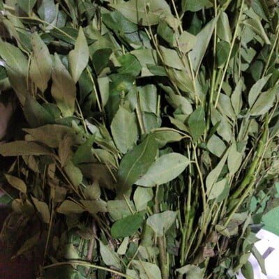 Curry leaves (Kadi Patta) 100gm
