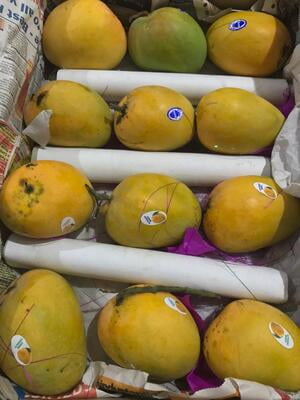 Mango Alphanso (5 pcs)